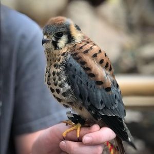 Meet your Posher, Larz